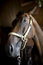Free Bay Horse Close Up Head Shot Royalty Free Stock Photo - 5789685