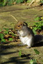 Free Squirrel Stock Photos - 5790603
