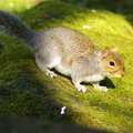 Free Squirrel Royalty Free Stock Image - 5790616