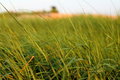 Free Sea Grass Stock Image - 5790981