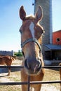 Free Adolescent Horse Stock Image - 5791371