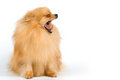 Free Spitz-dog In Studio Royalty Free Stock Image - 5797856