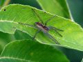 Free Spider-hunter On A Leaf. Royalty Free Stock Photography - 580547
