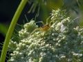 Free Spider-hunter On Flower Cruciferae. Stock Photo - 580550