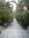 Free The Bushy Path Royalty Free Stock Photography - 583037