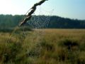 Free Cobweb. Royalty Free Stock Photography - 584157