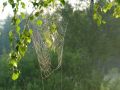 Free Cobweb. Royalty Free Stock Image - 584346