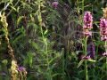 Free Cobweb. Royalty Free Stock Photos - 584348