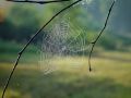 Free Cobweb. Royalty Free Stock Photo - 584415