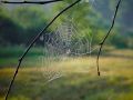 Free Cobweb. Royalty Free Stock Photos - 584418
