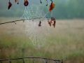 Free Cobweb. Stock Images - 584424