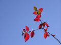 Free Shrub Shoot With Red Leaves Stock Photo - 585070