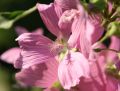 Free Macro Of Stamen In Wild Flower Stock Photo - 585130