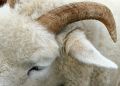 Free The Horn Of A Ram Stock Photography - 585732