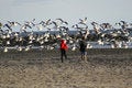 Free Boys And Seagulls Royalty Free Stock Images - 586539