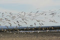 Free Flock Of Seagulls Royalty Free Stock Photo - 586575