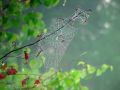 Free Cobweb. Stock Photography - 587012