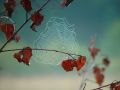 Free Cobweb. Royalty Free Stock Images - 587029
