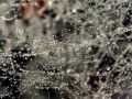 Free Cobweb, Dew. Stock Photos - 589433