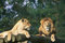 Free Lion And Lioness Royalty Free Stock Photography - 581407