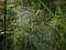 Free Cobweb. Stock Photo - 584420