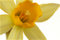 Free Daffodill Head Royalty Free Stock Photography - 585147