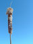 Free CatTail Royalty Free Stock Image - 589036