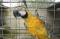 Free Bird In A Cage Stock Images - 589594