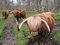 Free Highland Cattle Royalty Free Stock Images - 5806339