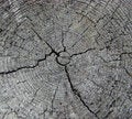 Free Year Rings Of Growth On An Old Birch Stub Stock Photo - 5815970