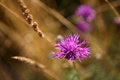 Free Thistle Royalty Free Stock Photos - 5818968