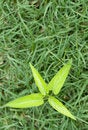 Free New Life Background Royalty Free Stock Photography - 5819157