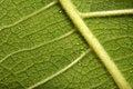 Free Leaf Structure Stock Photo - 5819340