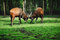 Free Rutting Bongo Stock Images - 5814064