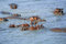 Free Group Of Hippopotamus Royalty Free Stock Photos - 5814288