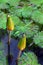 Free Dragonfly On Water Lily Stock Image - 5814711