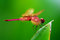 Free Dragonfly Resting Stock Photography - 5815652