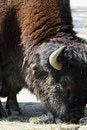Free Bison Royalty Free Stock Photography - 5820267