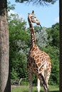 Free Giraffe Stock Image - 5820301