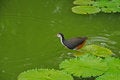 Free Water Bird And Water Lily In The Pond Stock Image - 5820541