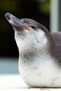 Free Close Up Penguin Royalty Free Stock Image - 5822176