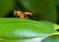 Free Wasp Stock Photos - 5823963