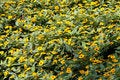 Free Summer Flowers. Royalty Free Stock Photo - 5828225