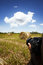 Free Photographer In The Tree Stock Photos - 5823573
