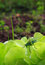 Free Grasshopper On Lettuce Stock Photos - 5824533