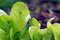 Free Grasshopper On Lettuce Stock Image - 5824621