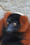 Free Red Ruffed Lemur Stock Image - 5826311