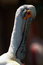 Free Roseate Spoonbill Royalty Free Stock Photos - 5826418