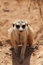 Free Meerkat Stock Photos - 5826443