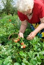 Free Grandma Gathering Strawberries Stock Photos - 5833603